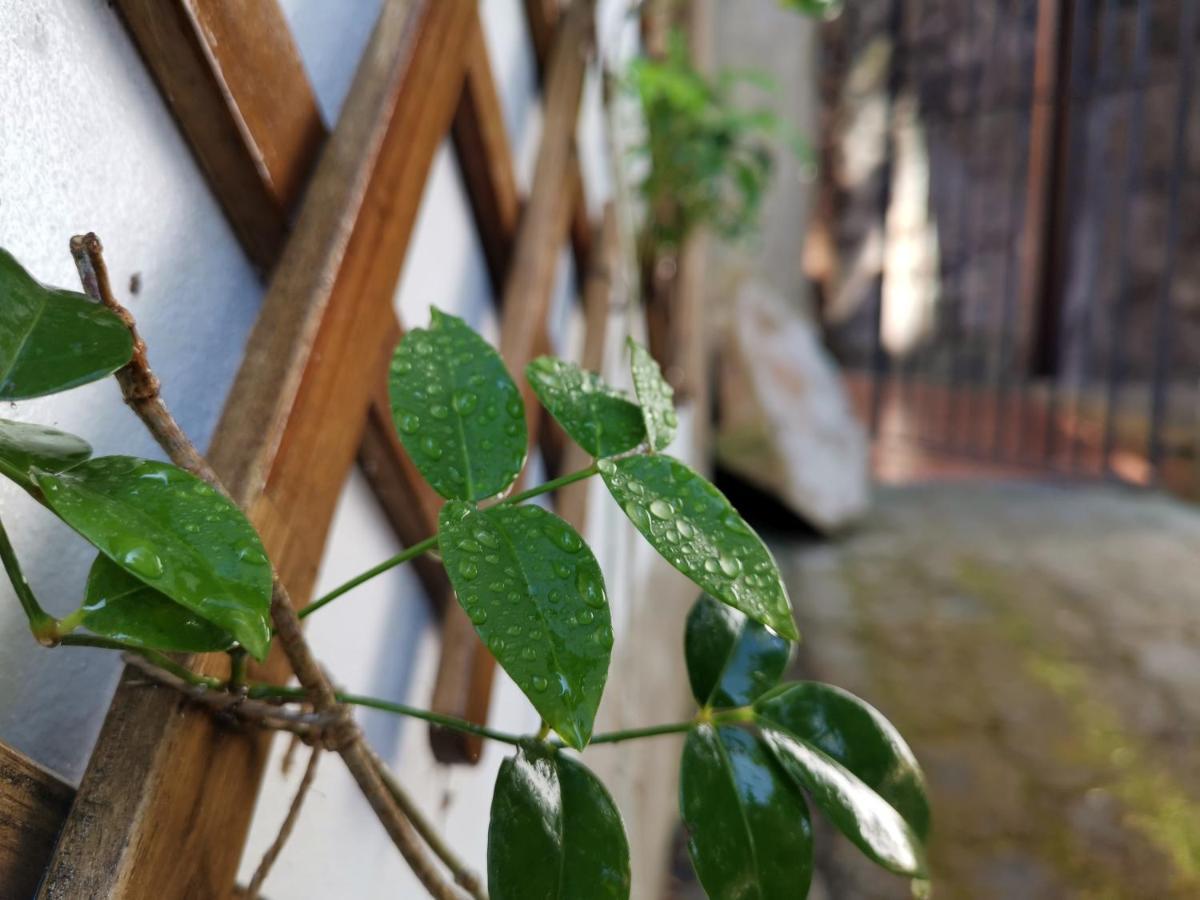 O Refugio - Espaco Natural, Amplo E Privado Angra do Heroísmo Exteriör bild